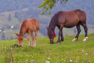 At yeşil çimlerin üzerinde
