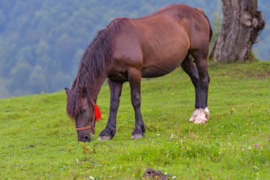 At yeşil çimlerin üzerinde