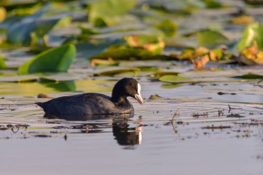 sevimli siyah ördek Avrasya Coot / Fulica atra