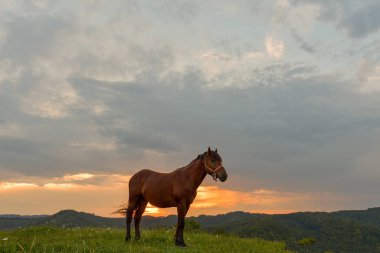Mera Eylül akşam sunset yakınında ata.