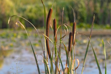 Cattails/bulrush beside river. It has another vivid name: corn dog grass. clipart