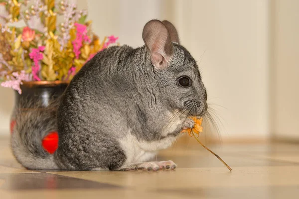 Kleine Grijze Chinchilla Huis — Stockfoto