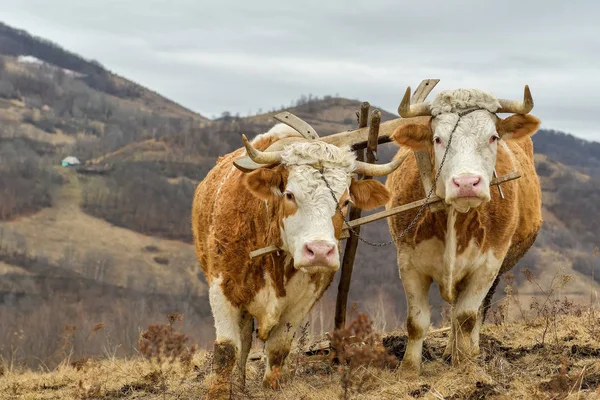 Vůl Tažný Vozík Rumunsko — Stock fotografie