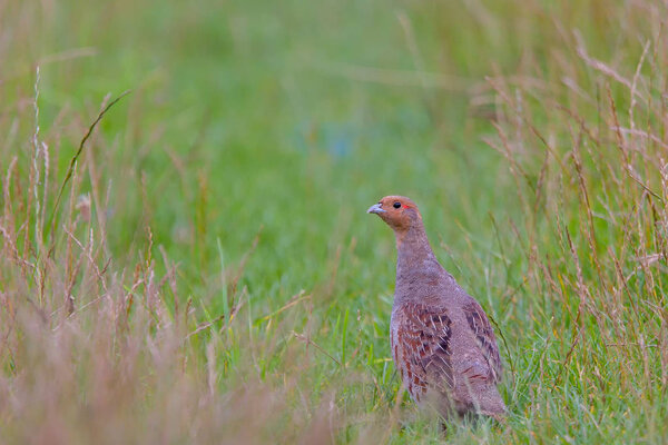 Grey partridge, Perdix perdix, single bird on grass