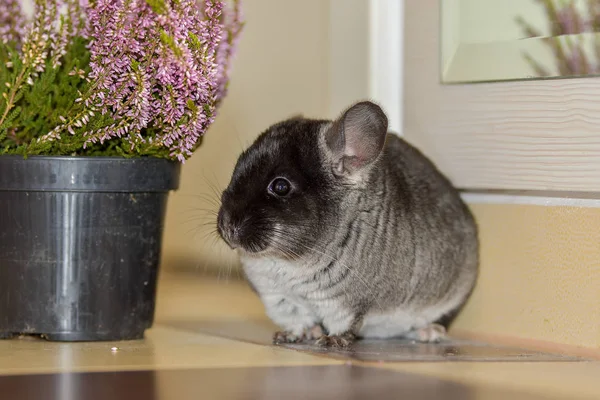 Siyah Koyu Gri Chincilla Portre Portre Siyah Kadife Chinchilla — Stok fotoğraf