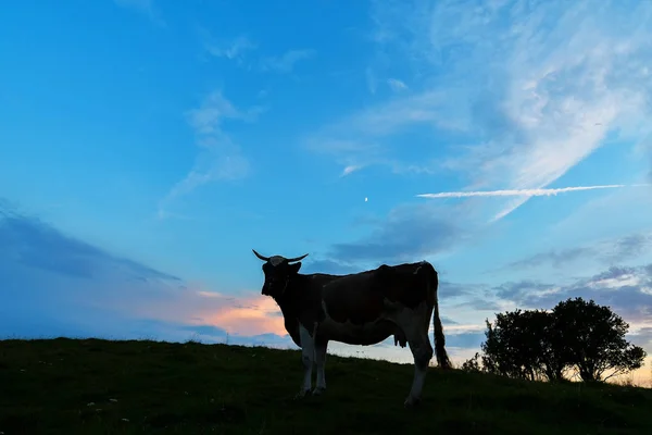 Kráva Silueta Vrcholu Kopce Při Západu Slunce — Stock fotografie