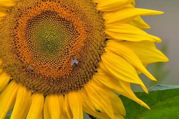 Biene Auf Einer Sonnenblume Die Pollen Sammelt — Stockfoto