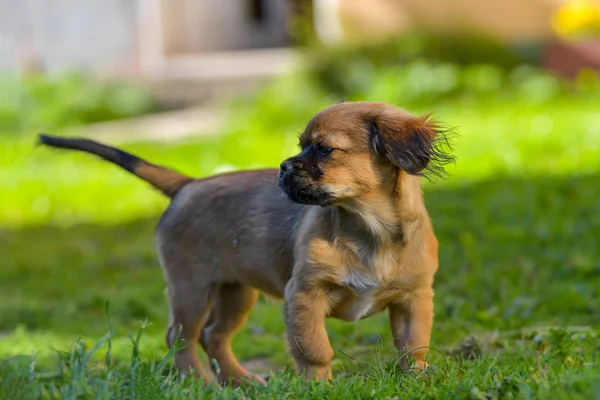 Kleiner Aktiver Hund Auf Dem Grünen Gras Welpen Rot Freien — Stockfoto