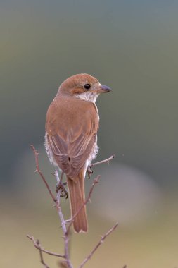 Kuş - Kırmızı Sırtlı Shrike (Lanius Collurio)