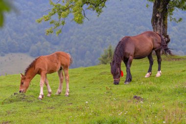 At yeşil çimlerin üzerinde