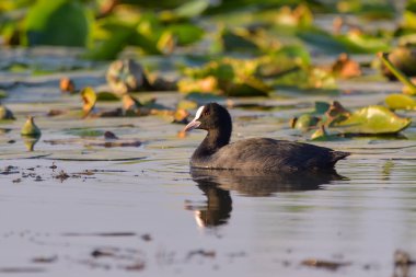 sevimli siyah ördek Avrasya Coot / Fulica atra