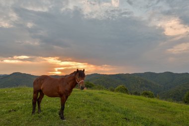 Mera Eylül akşam sunset yakınında ata.