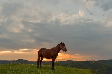 Mera Eylül akşam sunset yakınında ata.