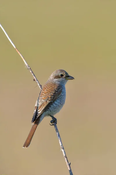 Bird - Red-backed Shrike (Lanius collurio)