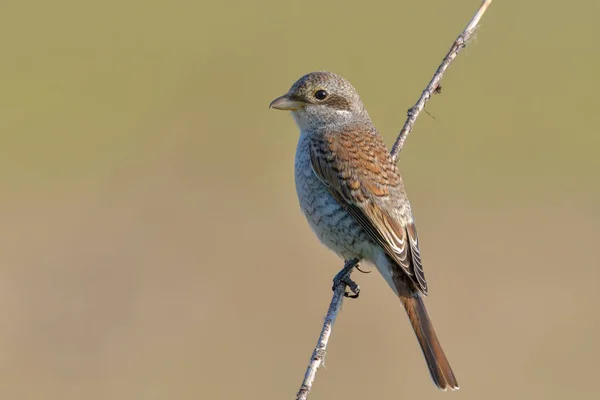 红背虾 Lanius Collurio — 图库照片