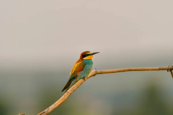 Європейський Бджолоїдок Merops Apiaster Гілці — стокове фото