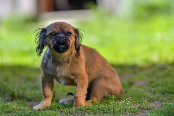 Perrito Activo Hierba Verde Cachorro Rojo Aire Libre — Foto de Stock