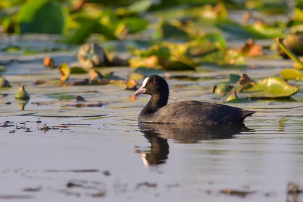 Lindo Pato Negro Eurasian Coot Fulica Atra — Foto de Stock