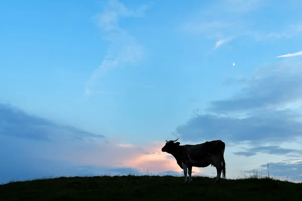 Silhouette Mucca Sulla Cima Una Collina Tramonto — Foto Stock