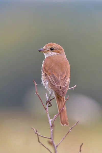 Bird Red Back Shrike Lanius Collurio — стоковое фото