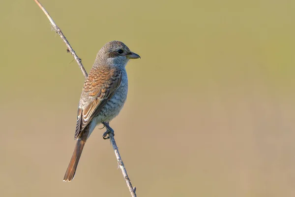 Burung Shrike Lanius Collurio Didukung Merah — Stok Foto