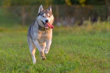 Alaskan malamute çim