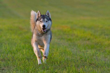 Alaskan malamute çim