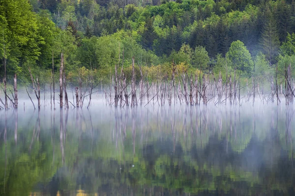 Reflexão Estirpes Lago Cuejdel Piatra Neamt Roménia — Fotografia de Stock