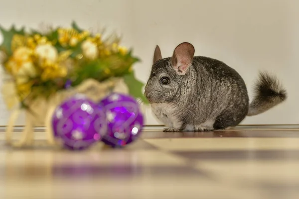 Gris Agradable Chinchilla Jugar Con Decoración Navidad —  Fotos de Stock