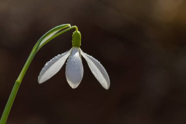 Kardelen bahar çiçekleri. Hassas kardelen çiçek kış gidiyor ve biz-si olmak daha sıcak kez önde anlattıklarını bahar sembolleri biridir. Taze yeşil beyaz kardelen çiçekleri de tamamlayan.