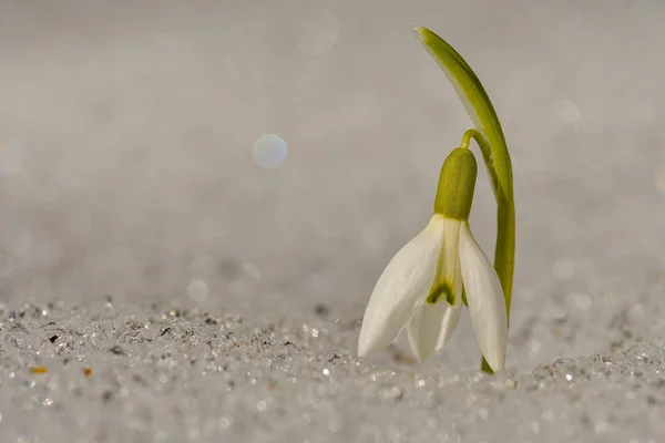 Snowdrop Bunga Musim Semi Delicate Snowdrop Flower Adalah Salah Satu — Stok Foto