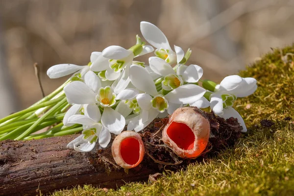 Snowdrop spring flowers. Delicate Snowdrop flower is one of the spring symbols telling us winter is leaving and we have warmer times ahead. Fresh green well complementing the white Snowdrop blossoms.