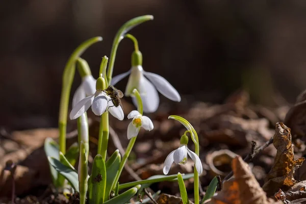 Snowdrop spring flowers. Delicate Snowdrop flower is one of the spring symbols telling us winter is leaving and we have warmer times ahead. Fresh green well complementing the white Snowdrop blossoms.