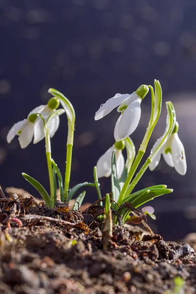 Snowdrop spring flowers. Delicate Snowdrop flower is one of the spring symbols telling us winter is leaving and we have warmer times ahead. Fresh green well complementing the white Snowdrop blossoms.