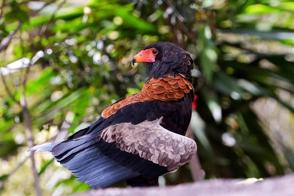 Kartal kayanın üzerinde oturuyor 