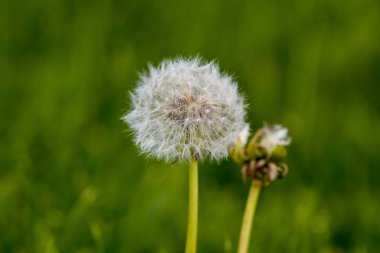 Ortak Dandelion (karahindiba officinale)