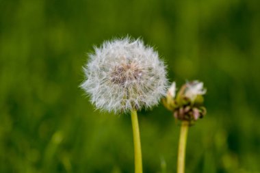 Ortak Dandelion (karahindiba officinale)