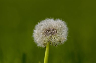 Ortak Dandelion (karahindiba officinale)