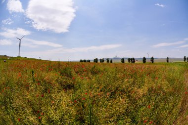 Kırmızı haşhaş (yaygın adı: mısır gelinciği, mısır gülü, tarla gelinciği, Flanders gelinciği, kırmızı haşhaş, kırmızı ot, coquelicot) tarlada yetişen sığ DOF. - Görüntü