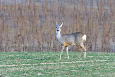 Karaca üzerinde yeşil yaz çayır
