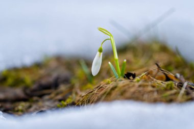 Kardelen bahar çiçekleri. Hassas kardelen çiçek kış gidiyor ve biz-si olmak daha sıcak kez önde anlattıklarını bahar sembolleri biridir. Taze yeşil beyaz kardelen çiçekleri de tamamlayan.