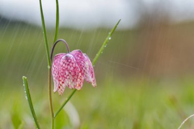 Çiğ ile yılan kafa Fritillary (Fritillaria destek)