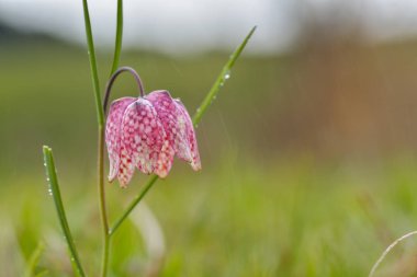 Çiğ ile yılan kafa Fritillary (Fritillaria destek)