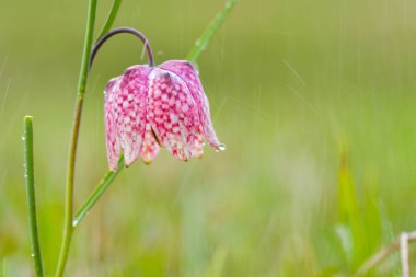 Çiğ ile yılan kafa Fritillary (Fritillaria destek)
