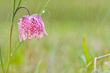 Çiğ ile yılan kafa Fritillary (Fritillaria destek)