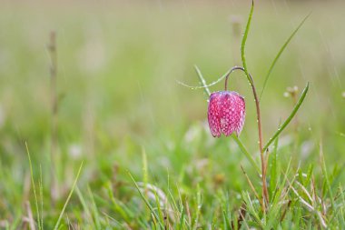Çiğ ile yılan kafa Fritillary (Fritillaria destek)