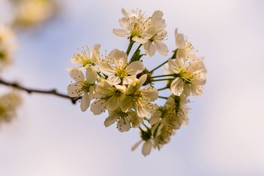 Bir bahar günü kiraz çiçekleri açar.