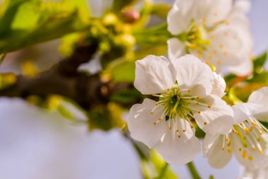 Bir bahar günü kiraz çiçekleri açar.