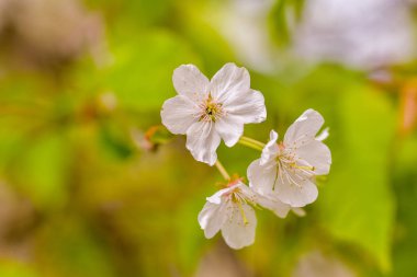 Bir bahar günü kiraz çiçekleri açar.