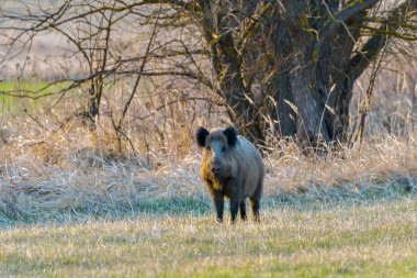 Dişi Yaban domuzu (sus scrofa) ilkbaharda, çayır kenarında iğne yapraklı ormanda